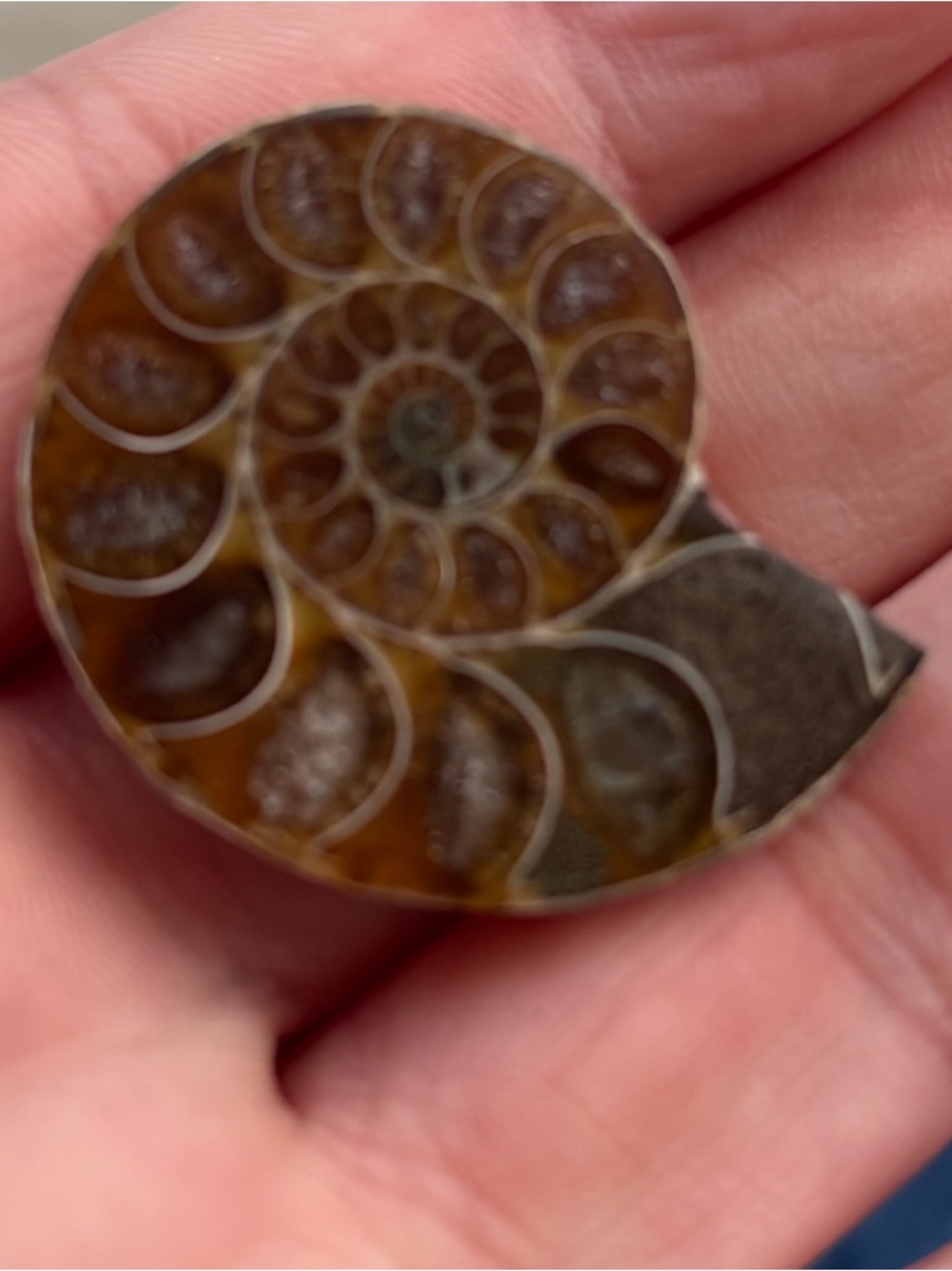 Polished Ammonite Fossil Pendant - Brown Tones